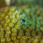 underwater 1