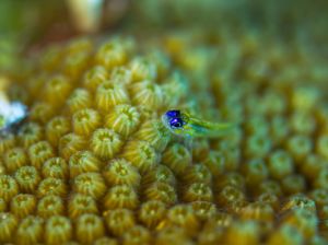 underwater 1