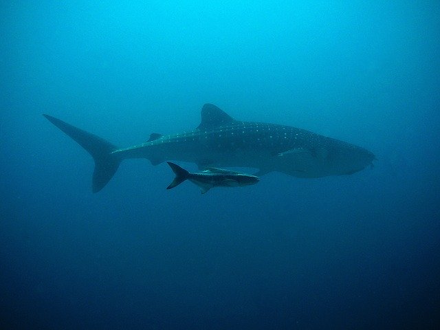 whale shark 207401 640