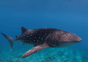 whale shark red sea