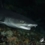 white tip