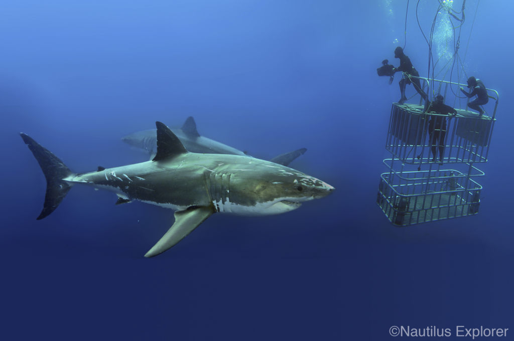 Nautilus Dive Adventures