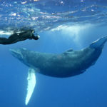 Nautilus Dive Adventures